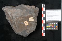 Foto (Objekt + Etikett) von Syringodendron cyclostigma Brongniart (NHMW-GEO-2024-0188-11112)